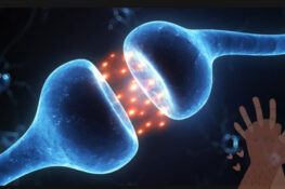 The Brain Circuit That Turns Sexual Desire On or Off – It’s Not Just